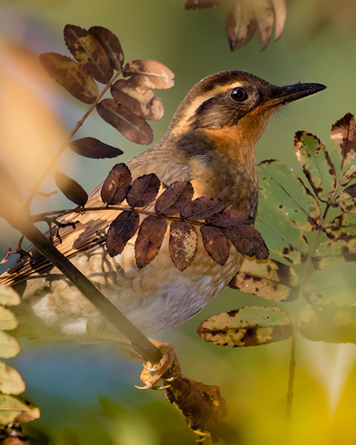 Varied Thrush